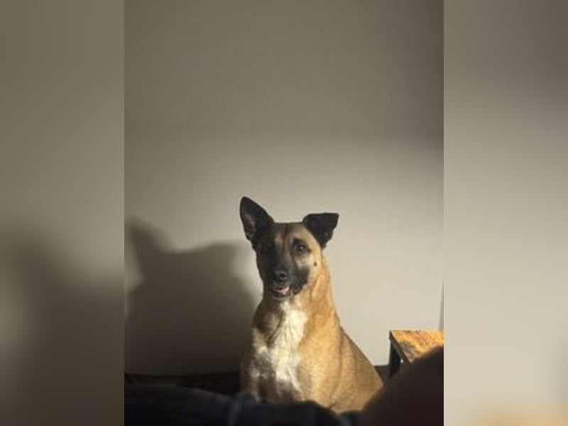 Pacco verliert unverschuldet sein liebevolles Zuhause