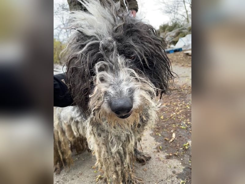 Fontos, unser Notfällchen sucht schönes Plätzchen