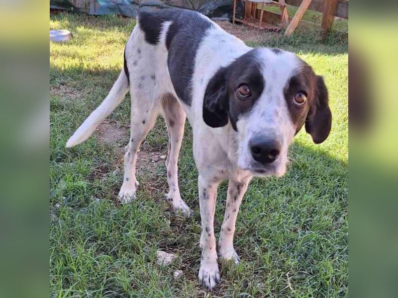 Iris: sucht ein Zuhause