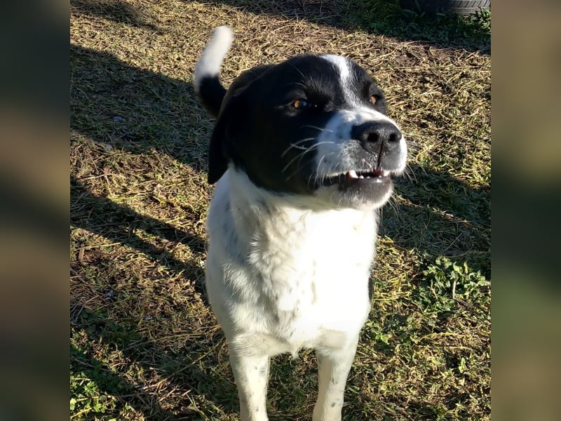 Sophia sucht ein Zuhause / eine Pflegestelle