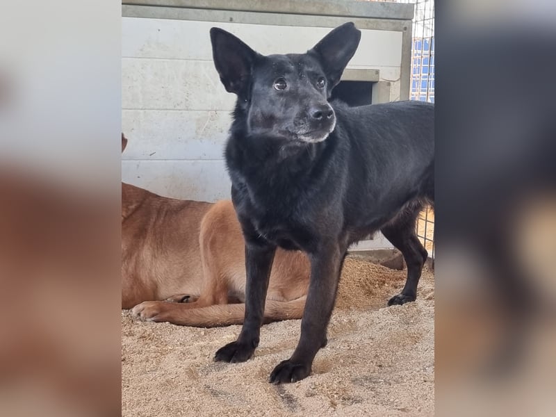 Helen, ruhiges Zuhause gesucht. Gerne als Zweithund