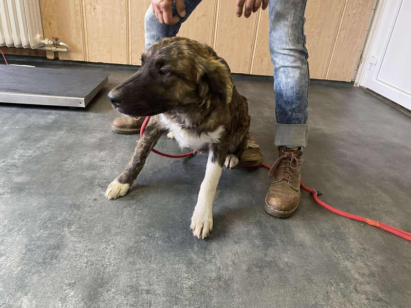 Dombi, junger Hund mit großem Herz