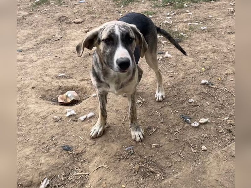 Nathan, aktiv und verspielt