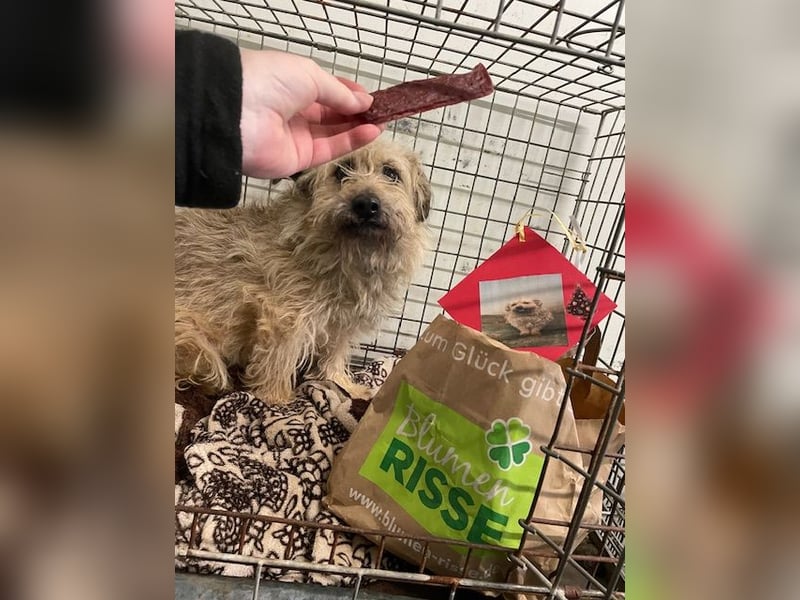 Kadarka, süß, freundlich und zutraulich