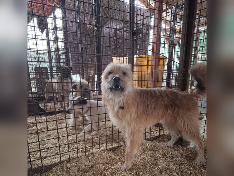 Linduska, zartes Seelchen sucht ruhiges Zuhause