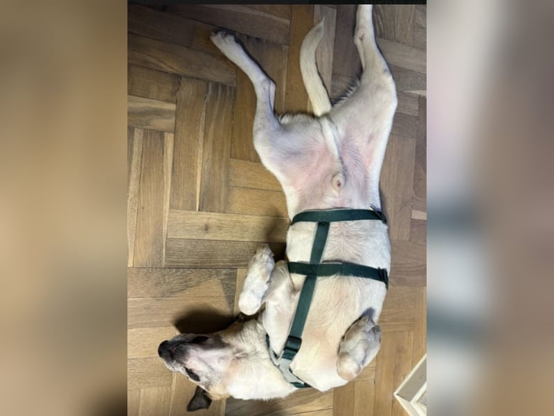 Bajos,, toller Wegbegleiter hat unverschuldet sein Zuhause verloren