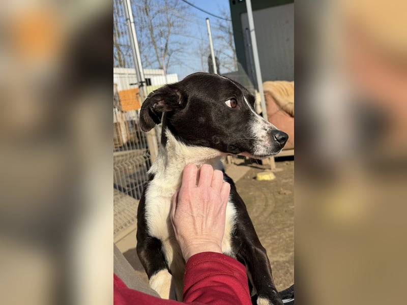 Collie, noch so jung …..wer möchte ihr die Welt zeigen?