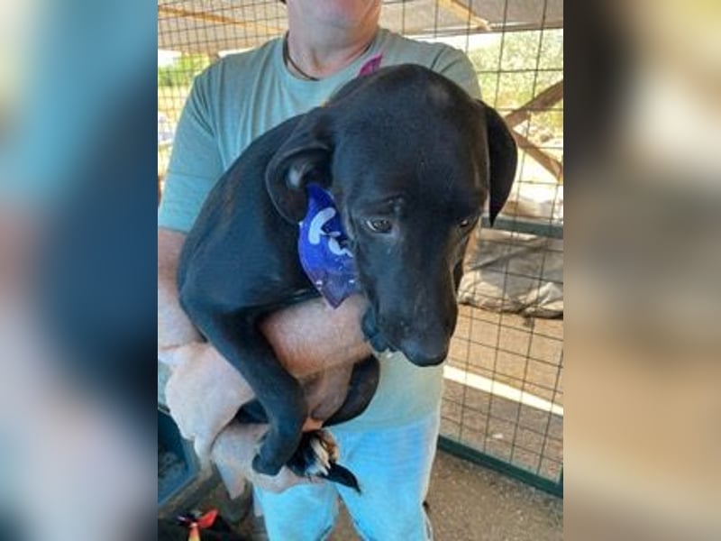 Rebeka, freut sich auf ihre Menschen auf Pflegestelle in Kerpen