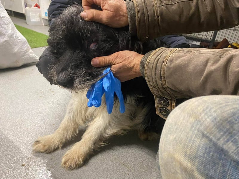 Pumpkin, fast blind und taub …Gnadenplatz gesucht