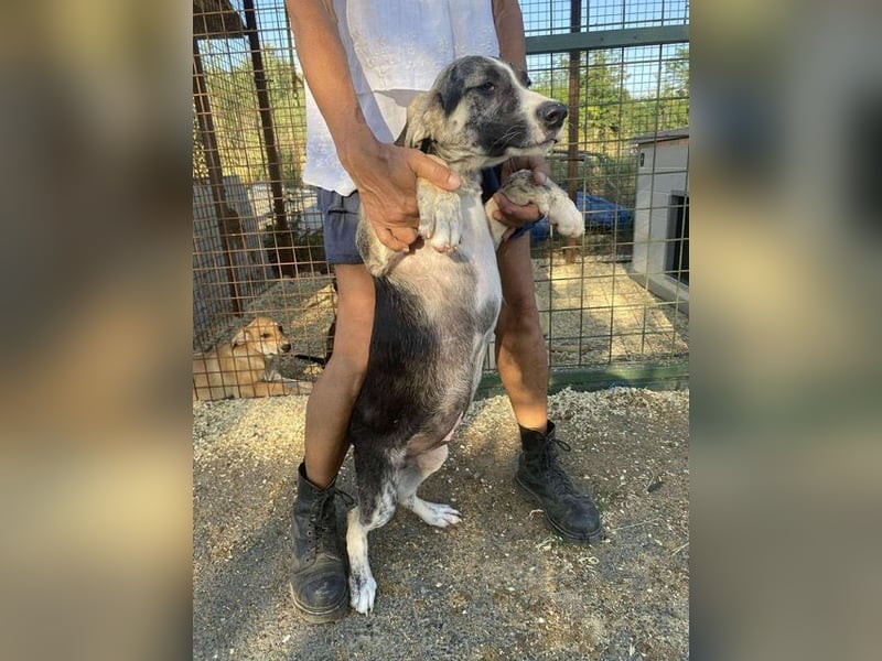 Nathan, aktiv und verspielt