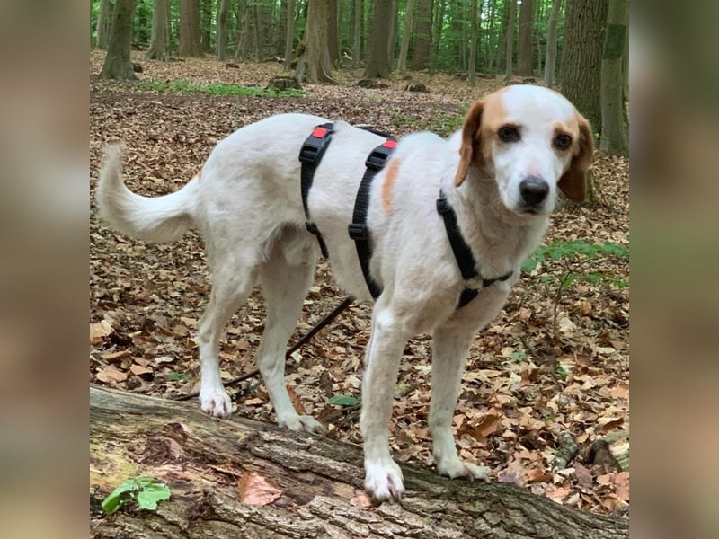 Lio- Mischlingshund sucht ein Zuhause-vorgemerkt