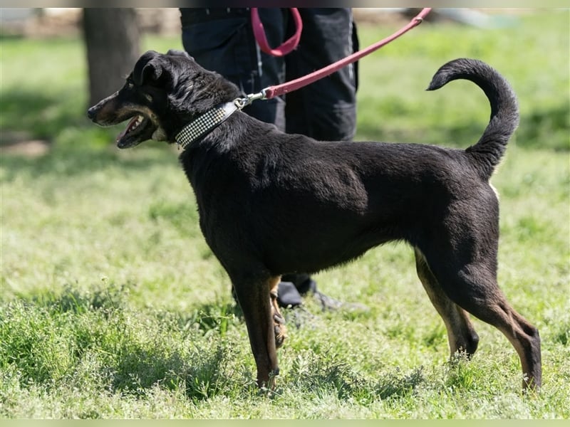 Gabriella, eine aufgeschlossene Maus sucht ihre Familie