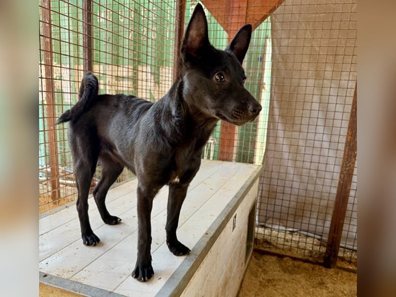 Sonic, kleiner aktiver Sonnenschein sucht…