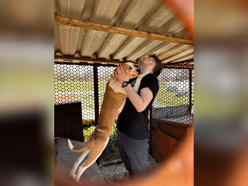 Tina, verspielt und freundlich. Vermittlung nur nach A/CH/NL oder SWE