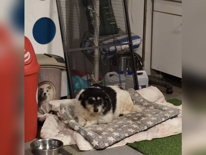 Foltina,Knutschkugel  darf auf der Pflegestelle in Zülpich besucht werden