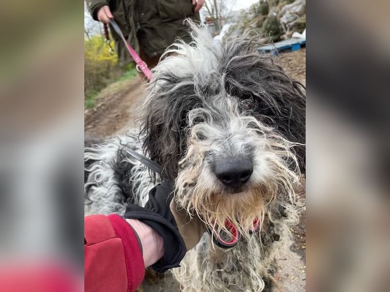Fontos, unser Notfällchen sucht schönes Plätzchen