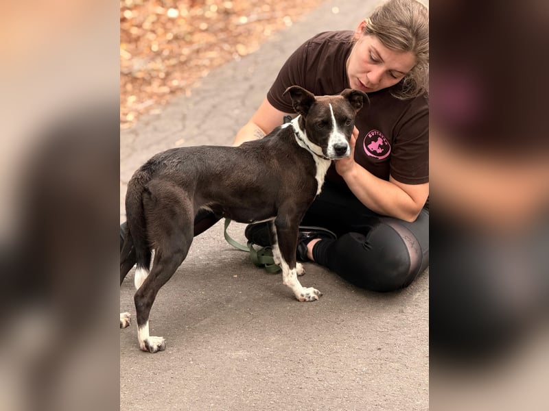 Collie möchte endlich in einem tollen Zuhause angekommen
