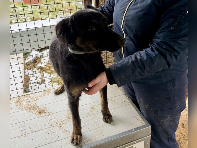 Liget, süße Hundemama sucht ihre Familie