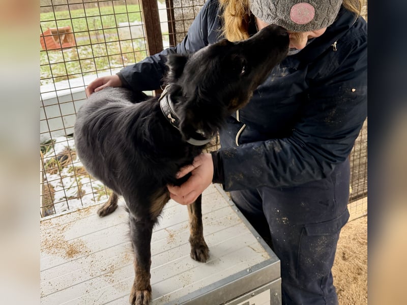 Liget, süße Hundemama sucht ihre Familie