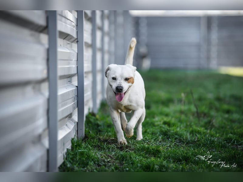 Imre , erobert alle Herzen im Sturm, möchte endlich gesehen werden