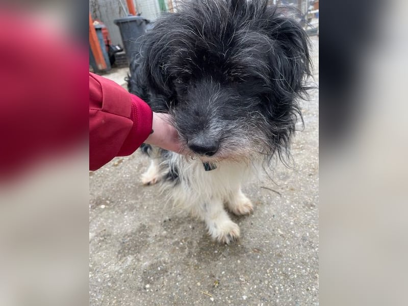 Pumpkin, fast blind und taub …Gnadenplatz gesucht