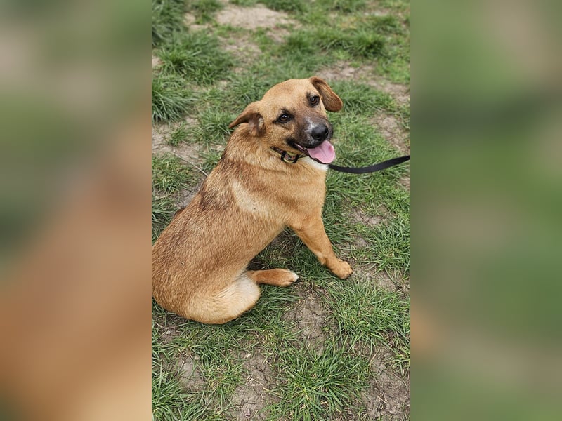 Sonnenschein Kisbarna sucht ihr Rudel