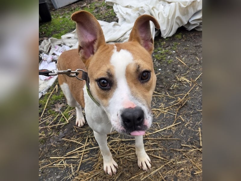 Tina, verspielt und freundlich. Vermittlung nur nach A/CH/NL oder SWE