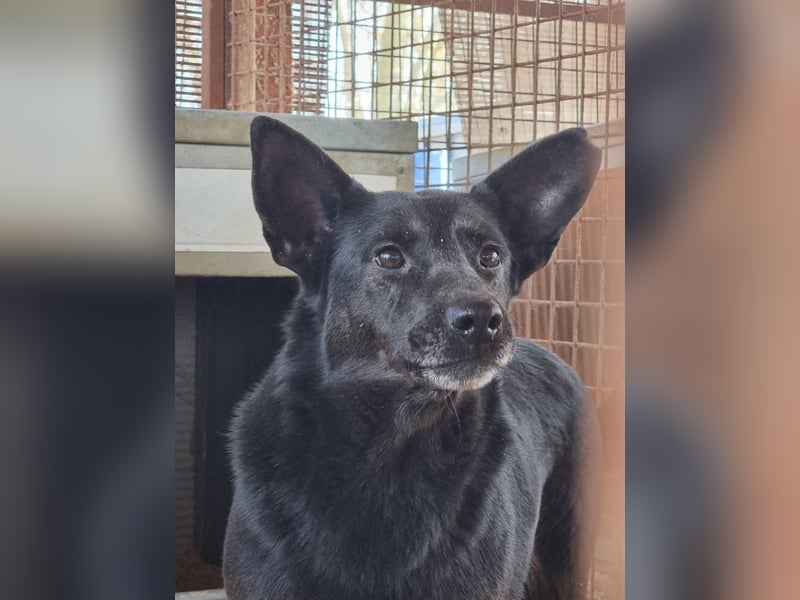 Helen, ruhiges Zuhause gesucht. Gerne als Zweithund