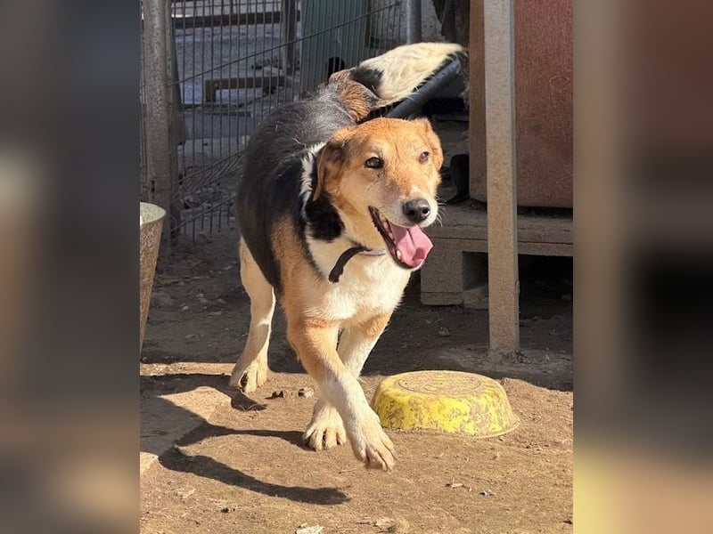 Lucky, Glück im Unglück….super lieb und freundlich