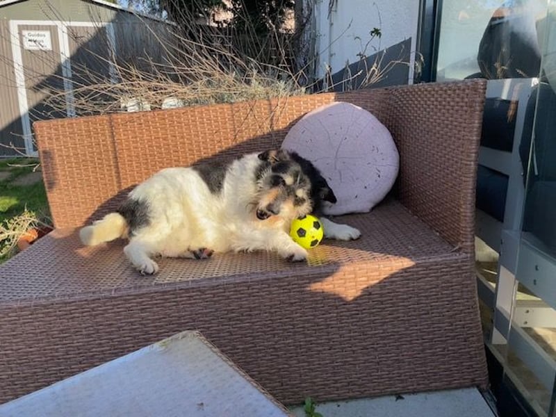 Foltina,Knutschkugel  darf auf der Pflegestelle in Zülpich besucht werden