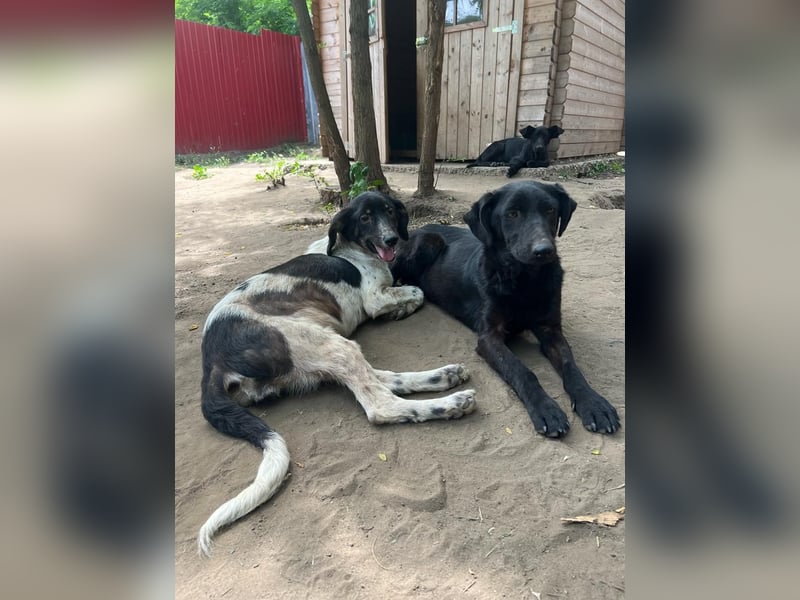 Iris, 2 ½ jähriges Mädel , ca. 45-50cm, freundlich, neugierig, lernfreudig, sozial