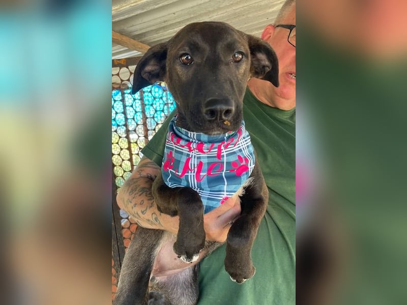 Nati, bildhübsches Hundemädchen