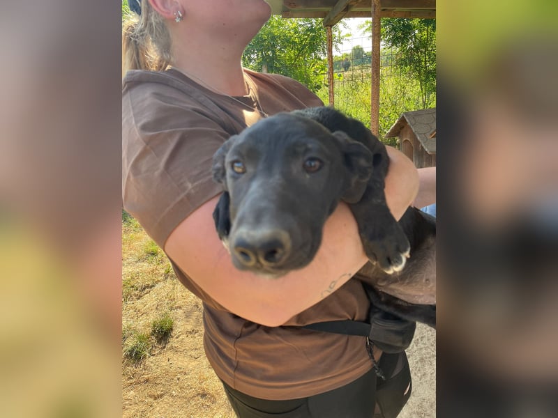 Vera, eine von vielen schwarzen Schnuckelmäusen