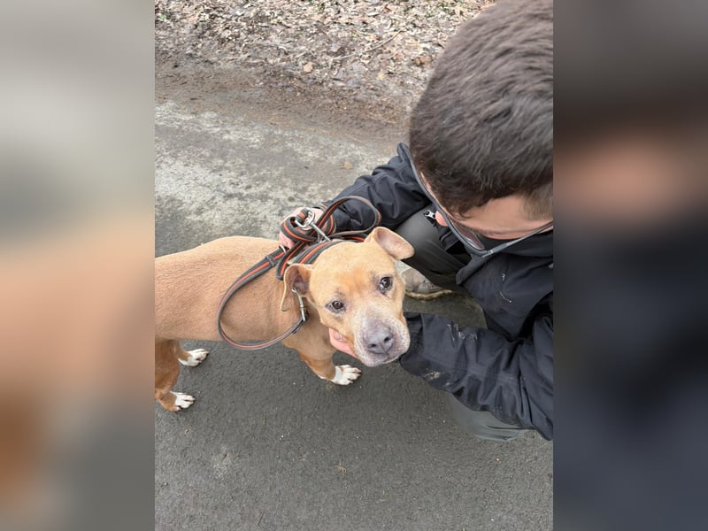 Zelma, treue Begleiterin sucht ihre Menschen