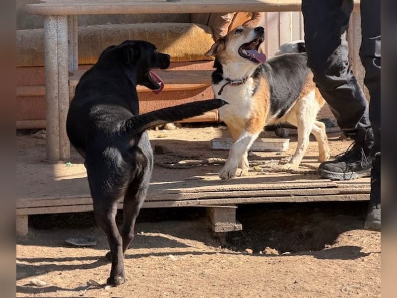 Lucky, Glück im Unglück….super lieb und freundlich