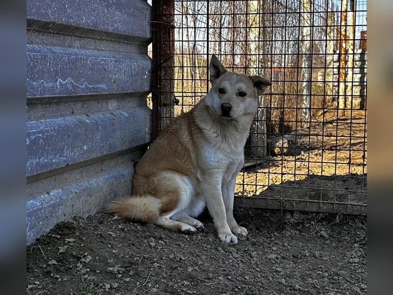 Csiriba, sucht dringend ein ruhiges Plätzchen