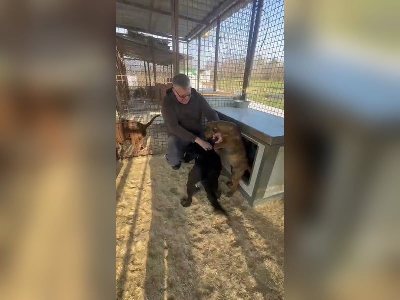 Liget, süße Hundemama sucht ihre Familie