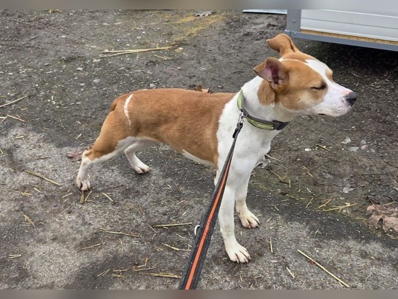 Tina, verspielt und freundlich. Vermittlung nur nach A/CH/NL oder SWE