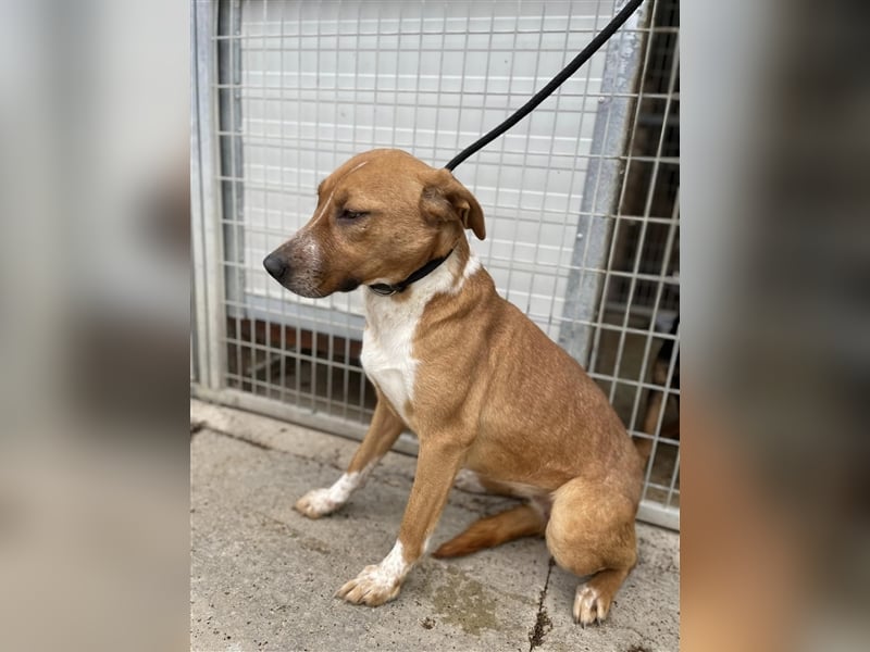 Livi sucht souveräne Menschen, gerne als Zweithund