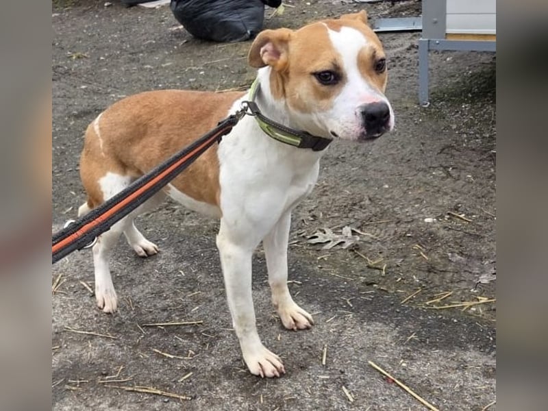 Tina, verspielt und freundlich. Vermittlung nur nach A/CH/NL oder SWE