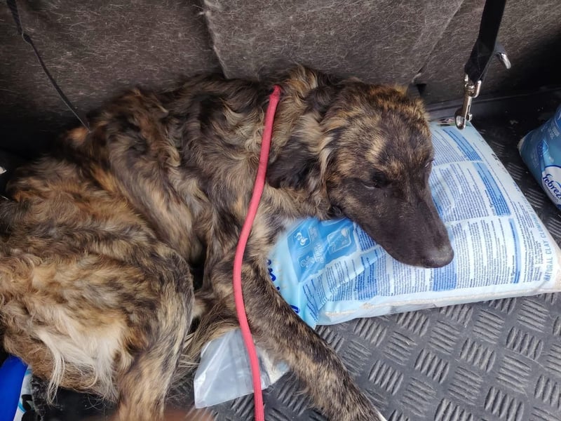 Dombi, junger Hund mit großem Herz