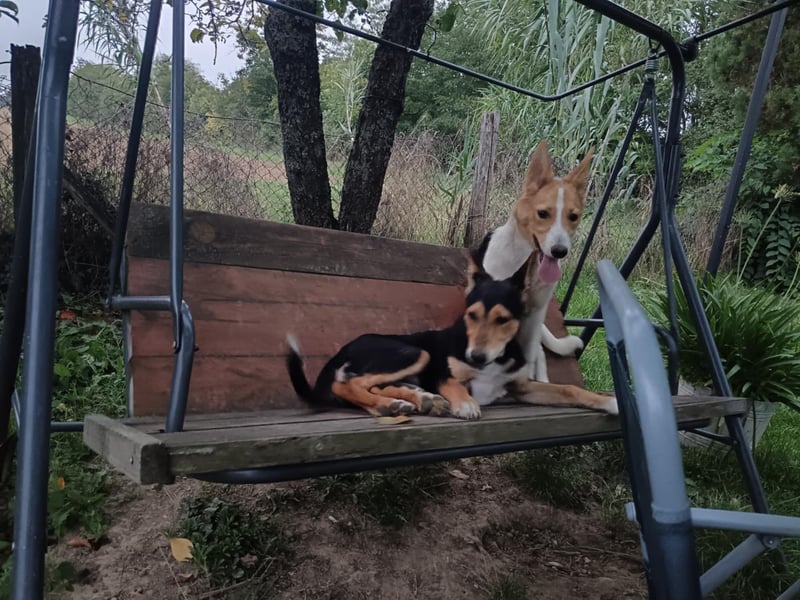 Tiffany, aktiv und verspielt