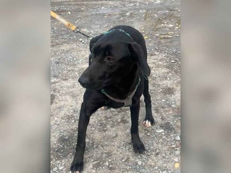 Rebeka, freut sich auf ihre Menschen auf Pflegestelle in Kerpen