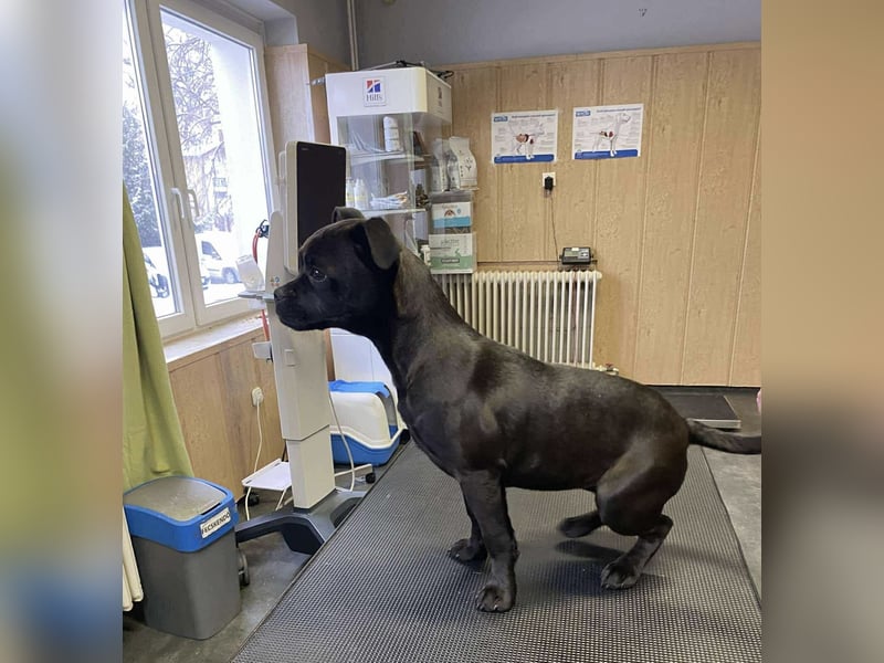 Lenda, kleine Bully-Mix Hündin sucht Traumzuhause