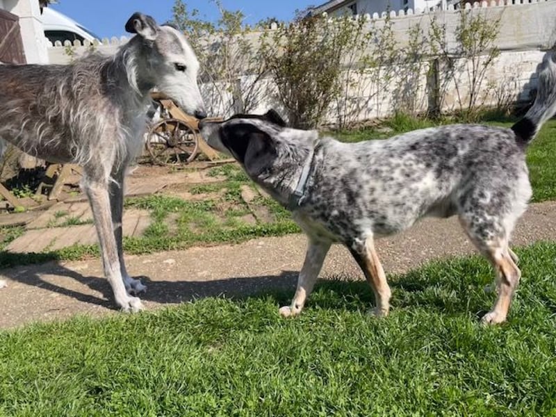 Pepsi, süßer Senior spielt noch gerne Ball