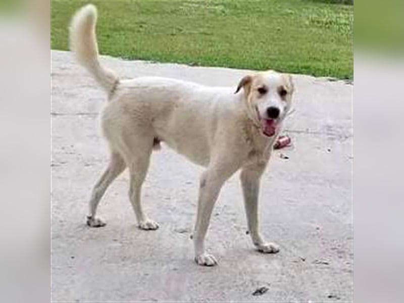 Simba- Mischlingshund sucht ein Zuhause/Pflegestelle