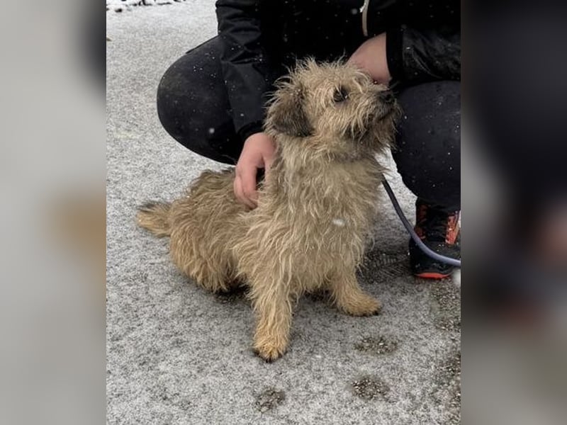 Kadarka, süß, freundlich und zutraulich