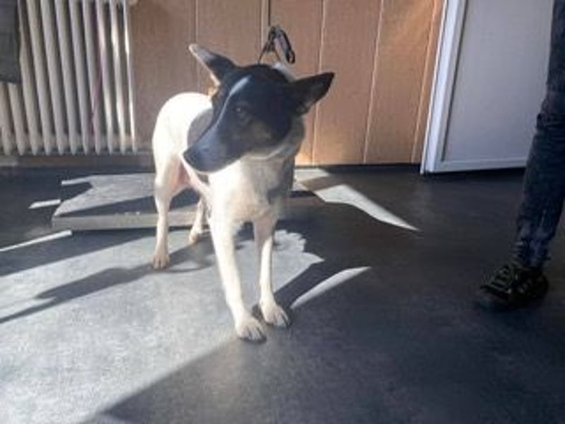Budi sucht eine aktive Familie