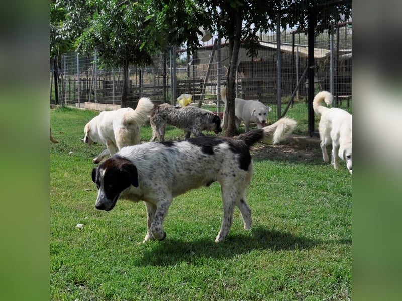 Timmy- Hirtenhund-/Jagdhund-Mischling