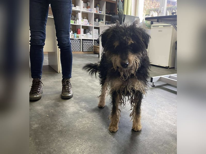 Bruno, freundlich und aktiv